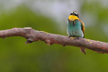 Avrupa Arı Yiyen - Bir dalda Merops Apiaster, egzotik renkli göçmen kuş