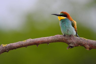 Avrupa Arı Yiyen - Bir dalda Merops Apiaster, egzotik renkli göçmen kuş