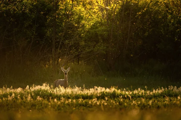 Europeisk Rådjur Capreolus Capreolus Ängen — Stockfoto