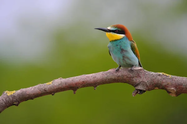 Comedor Abelhas Europeu Merops Apiaster Ramo Pássaro Migratório Colorido Exótico — Fotografia de Stock