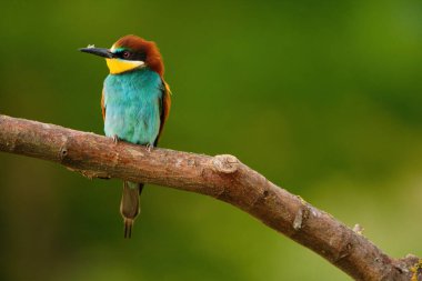 Avrupa Arı Yiyen - Bir dalda Merops Apiaster, egzotik renkli göçmen kuş