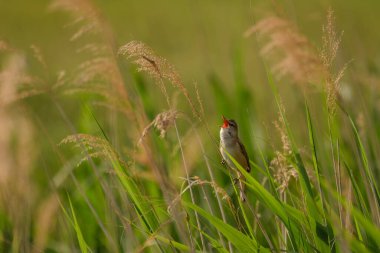 Büyük sazlık bülbülü - Akrocephalus Arundinaceus sazlığın üzerinde oturuyor