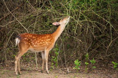 Fallow geyiği - Dama parkta