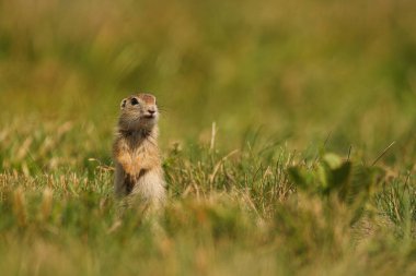 Avrupa sincabı - Spermophilus citellus - çimlerin üzerinde