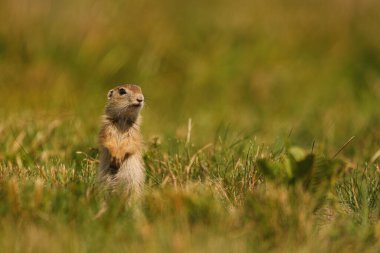 Avrupa sincabı - Spermophilus citellus - çimlerin üzerinde