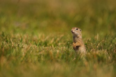 Avrupa sincabı - Spermophilus citellus - çimlerin üzerinde