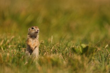 Avrupa sincabı - Spermophilus citellus - çimlerin üzerinde