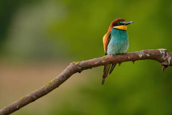 Európai Méhevő Merops Apiaster Egy Ágon Egzotikus Színes Vonuló Madár — Stock Fotó