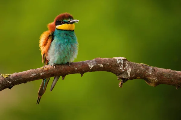 Europejski Zjadacz Pszczół Merops Apiaster Gałęzi Egzotyczny Kolorowy Ptak Wędrowny — Zdjęcie stockowe