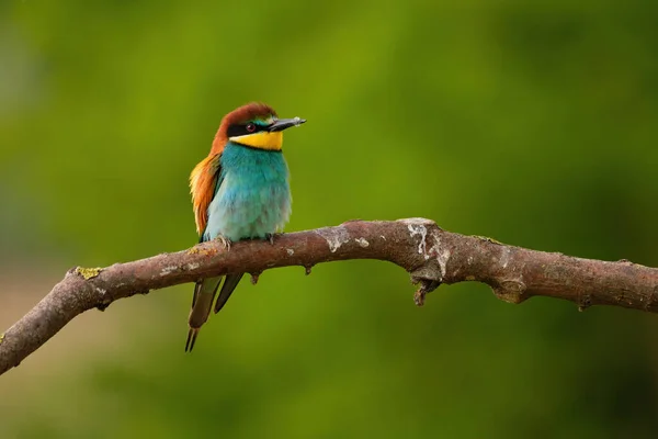European Bee Eater Merops Apiaster Branch Exotic Colorful Migratory Bird — Stock Photo, Image