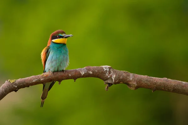 European Bee Eater Merops Apiaster Větvi Exotický Pestrobarevný Stěhovavý Pták — Stock fotografie