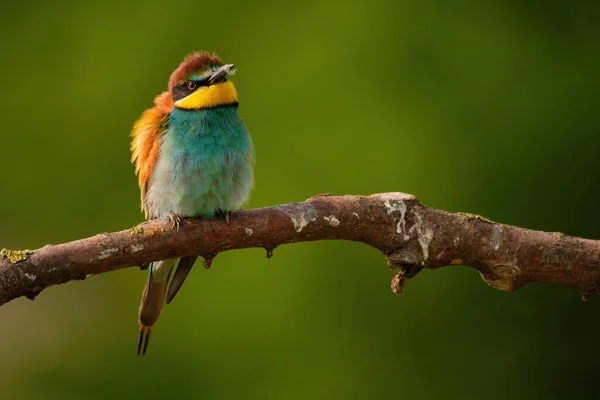 European Bee Eater Merops Apiaster Een Tak Exotische Kleurrijke Trekvogel — Stockfoto