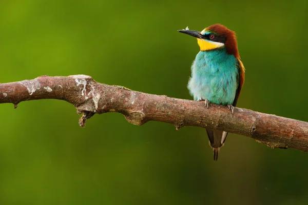 Europäischer Bienenfresser Merops Apiaster Auf Einem Ast Exotischer Bunter Zugvogel — Stockfoto