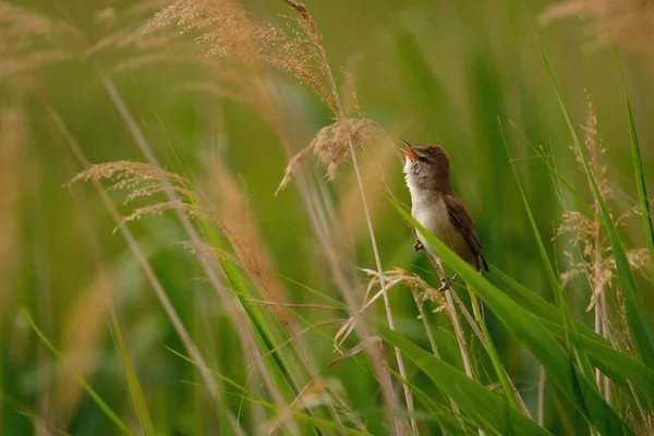 Velký Rákosník Acrocephalus Arundinaceus Sedí Rákosí Trávy — Stock fotografie