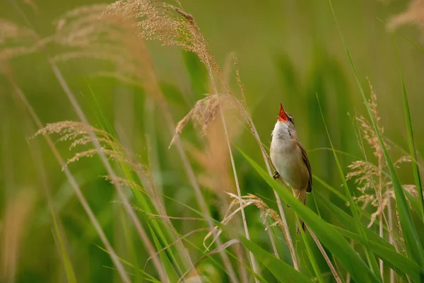 Great Reed Warbler Acrocephalus Arundinaceus Sitting Reed Grass — Stock Photo, Image