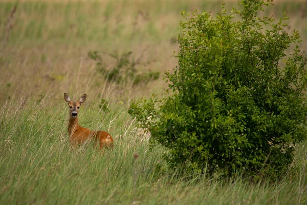 Európai Szarvas Capreolus Capreolus Réten — Stock Fotó