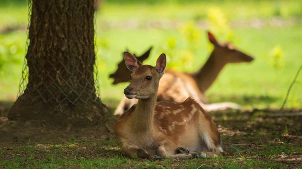 Fallow Deer Dama Dama Park — Stock Photo, Image