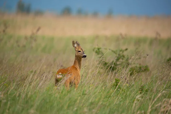European Roe Deer Capreolus Capreolus Meadow — Stock Photo, Image