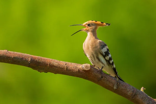 Euroasijský Hoopoe Upupa Epop Větvi Stromu — Stock fotografie