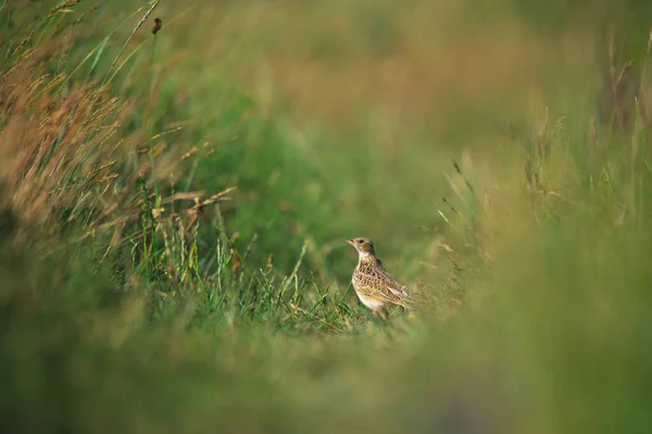 Eurasian Skylark Alauda Arvensis Grass — Stock Photo, Image