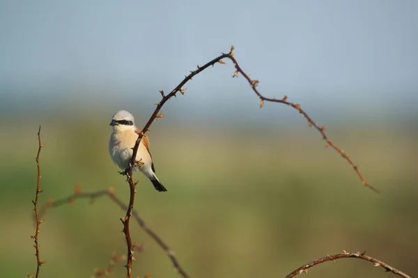 Shrike Macho Con Respaldo Rojo Lanius Collurio Una Rama — Foto de Stock