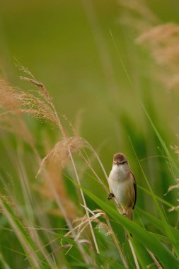 Büyük sazlık bülbülü - Akrocephalus Arundinaceus sazlığın üzerinde oturuyor