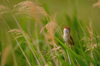 Büyük sazlık bülbülü - Akrocephalus Arundinaceus sazlığın üzerinde oturuyor