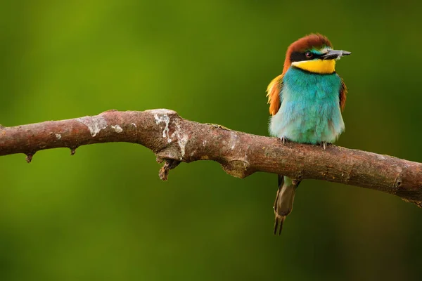 European Bee Eater Merops Apiaster Branch Exotic Colorful Migratory Bird — стоковое фото