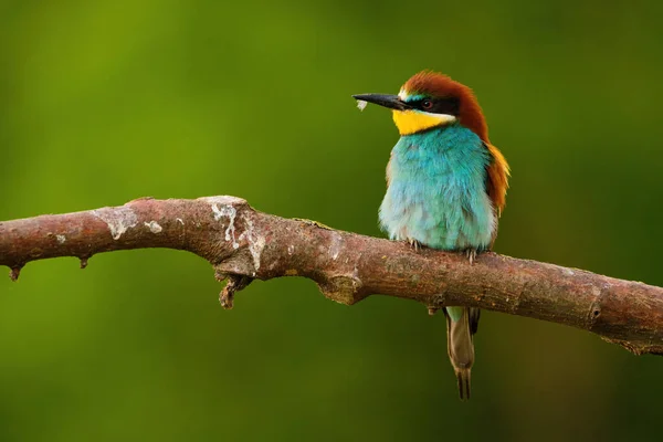 Europäischer Bienenfresser Merops Apiaster Auf Einem Ast Exotischer Bunter Zugvogel — Stockfoto