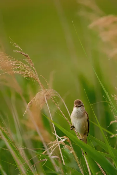 Velký Rákosník Acrocephalus Arundinaceus Sedí Rákosí Trávy — Stock fotografie