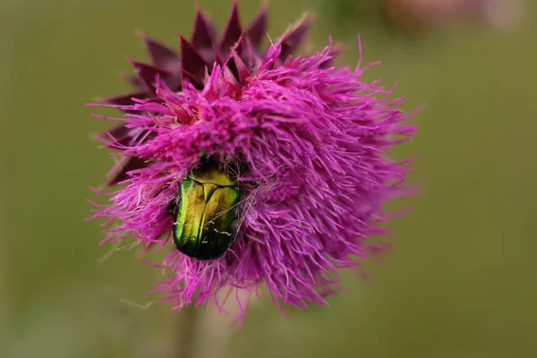 Escarabajo Flor Protaetia Speciosissima Cardo Almizclero Carduus Nutans Flower — Foto de Stock