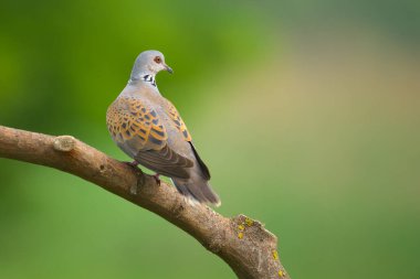 Avrupa Kaplumbağa Güvercini - Streptopelia Turtur Kuşu