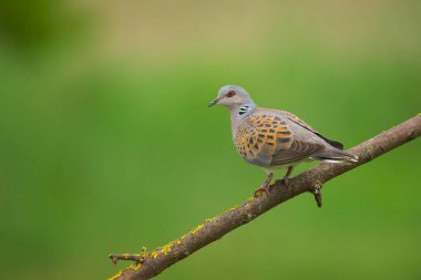 Avrupa Kaplumbağa Güvercini - Streptopelia Turtur Kuşu