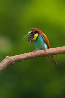 Avrupa Arı Yiyen - Bir dalda Merops Apiaster, egzotik renkli göçmen kuş