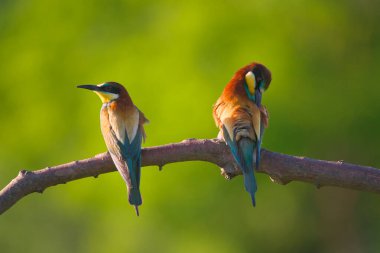 Avrupa Arı Yiyen - Bir dalda Merops Apiaster, egzotik renkli göçmen kuş