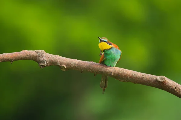 Comedor Abelhas Europeu Merops Apiaster Ramo Pássaro Migratório Colorido Exótico — Fotografia de Stock