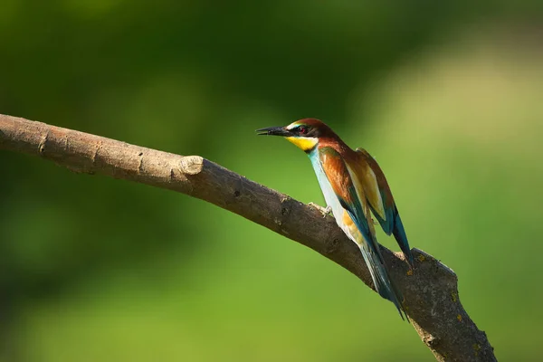 Comedor Abelhas Europeu Merops Apiaster Ramo Pássaro Migratório Colorido Exótico — Fotografia de Stock