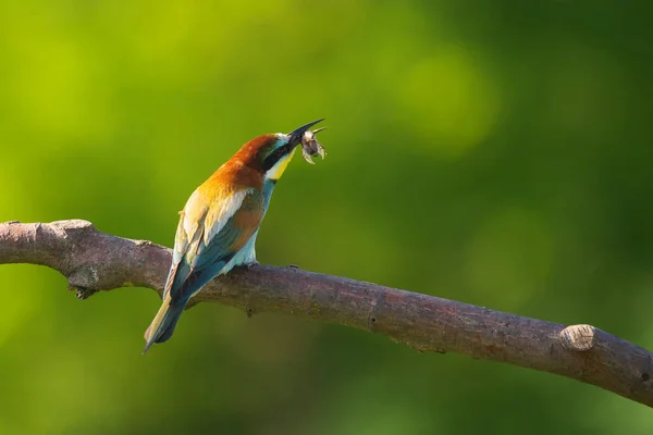 European Bee Eater Merops Apiaster Гілці Екзотичні Барвисті Перелітні Птахи — стокове фото