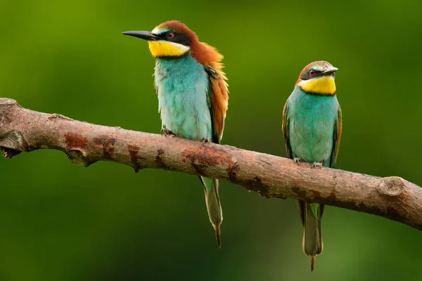 Comedor Abelhas Europeu Merops Apiaster Ramo Pássaro Migratório Colorido Exótico — Fotografia de Stock