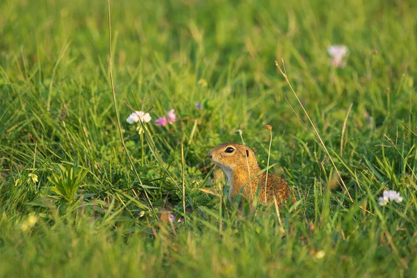 Ardilla Terrestre Europea Spermophilus Citellus Hierba — Foto de Stock