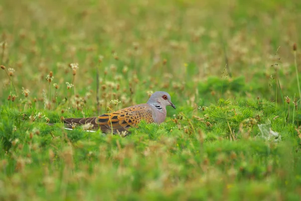 European Turtle Dove Streptopelia Turtur Bird — стокове фото