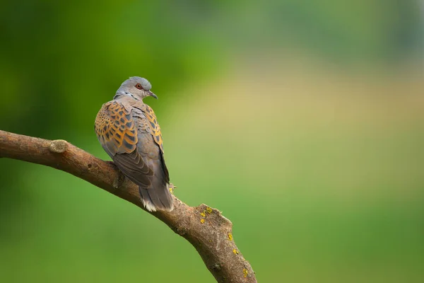 Europese Schildpad Duif Streptopelia Turtur Vogel — Stockfoto