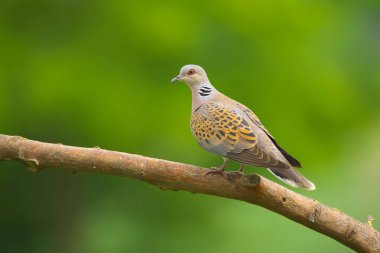 Avrupa Kaplumbağa Güvercini - Streptopelia Turtur Kuşu