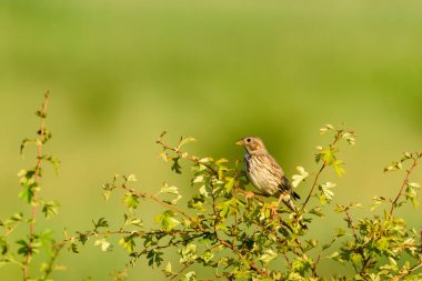 Mısır kiraz kuşu - Dalda Emberiza calandra