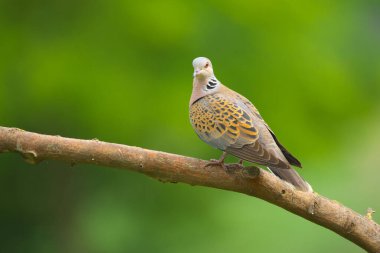 Avrupa Kaplumbağa Güvercini - Streptopelia Turtur Kuşu