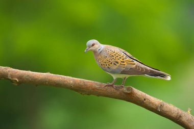 Avrupa Kaplumbağa Güvercini - Streptopelia Turtur Kuşu