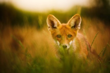 Genç Kızıl Tilki, Vulpes Vulpes çayır üzerinde