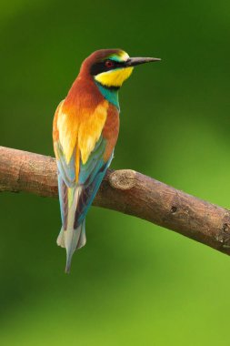 Avrupa Arı Yiyen - Bir dalda Merops Apiaster, egzotik renkli göçmen kuş