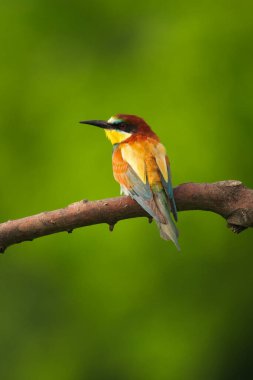 Avrupa Arı Yiyen - Bir dalda Merops Apiaster, egzotik renkli göçmen kuş