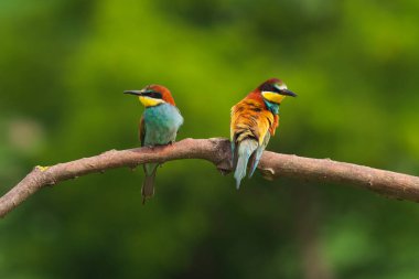 Avrupa Arı Yiyen - Bir dalda Merops Apiaster, egzotik renkli göçmen kuş